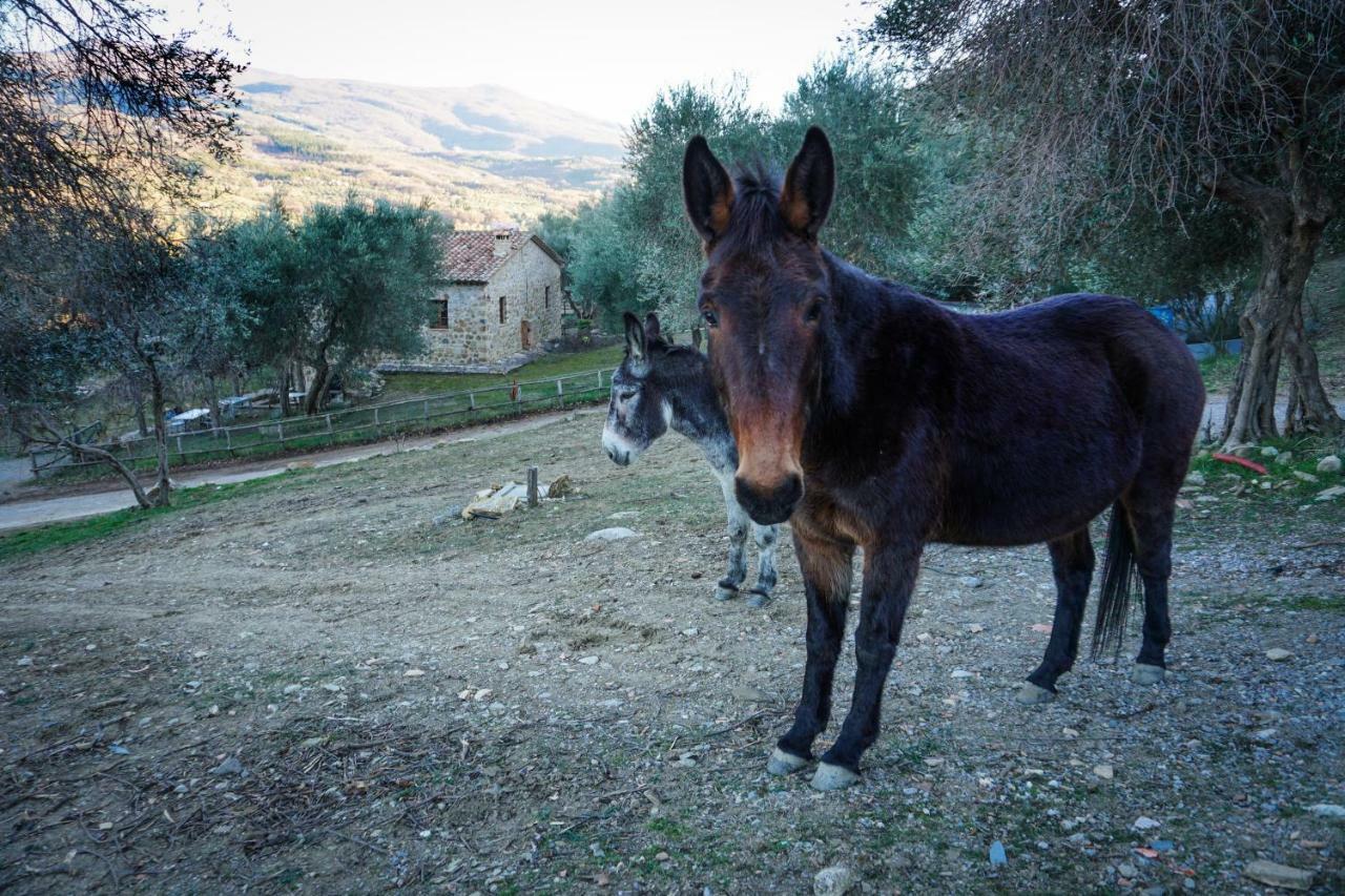 Pensjonat La Casina Di Giannetto Seggiano Zewnętrze zdjęcie